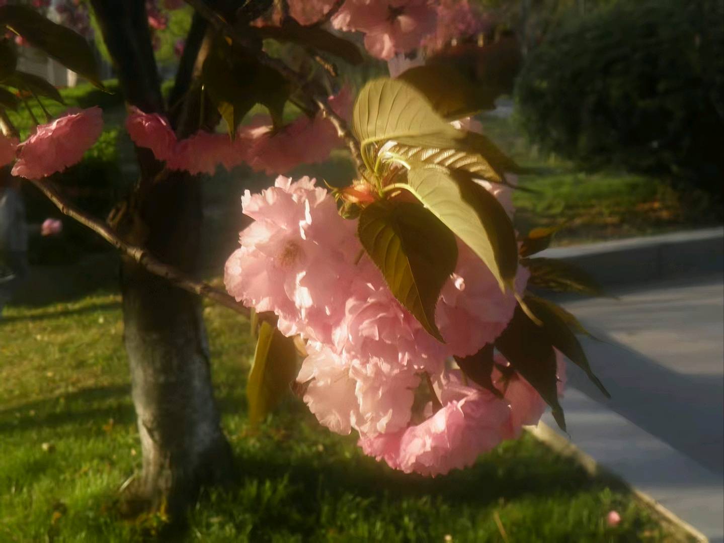 【交笔友】宜楸