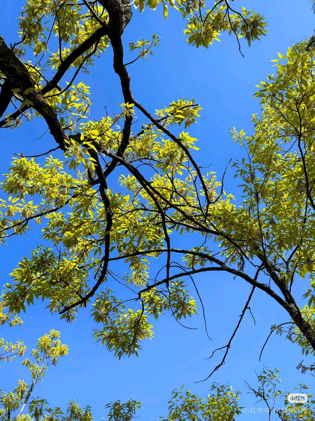 交笔友: 1998-12-31  女