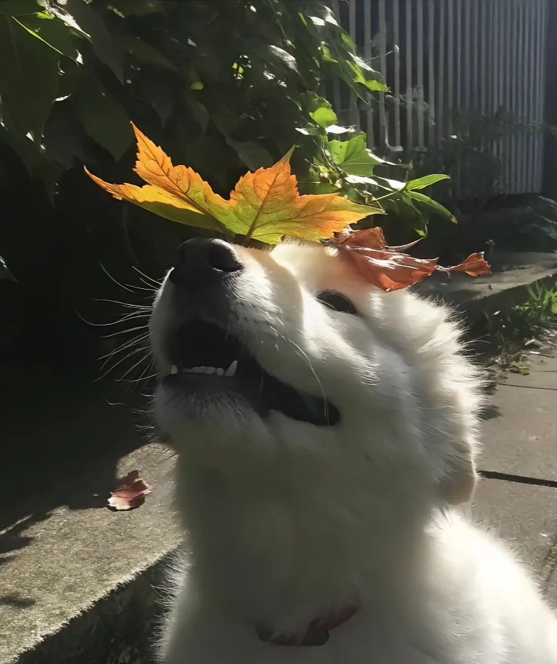 交笔友:广东省-佛山市 2009-01-01  女