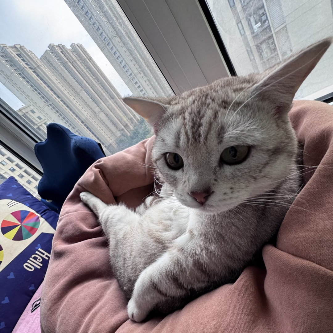 【交笔友】比比拉布